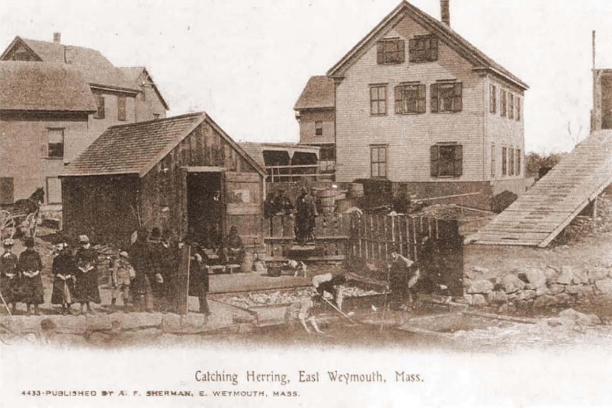 Catching Herring, Herring Run, Lower Jackson Square. Image provided by: Jodi Purdy-Quinlan, Vice Chairman of the Weymouth Historical Commission