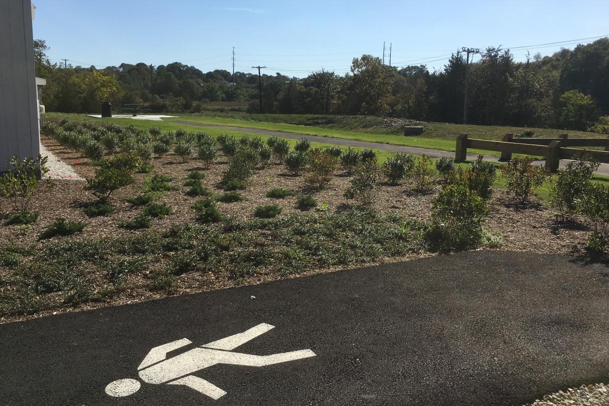 New plantings and pavement markings